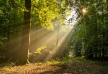 “햇빛 쬔 후 얼굴이 간질간질해요”… 여름철 ‘햇빛 알레르기’, 무시하지 마세요 green trees and brown dried leaves during daytime
