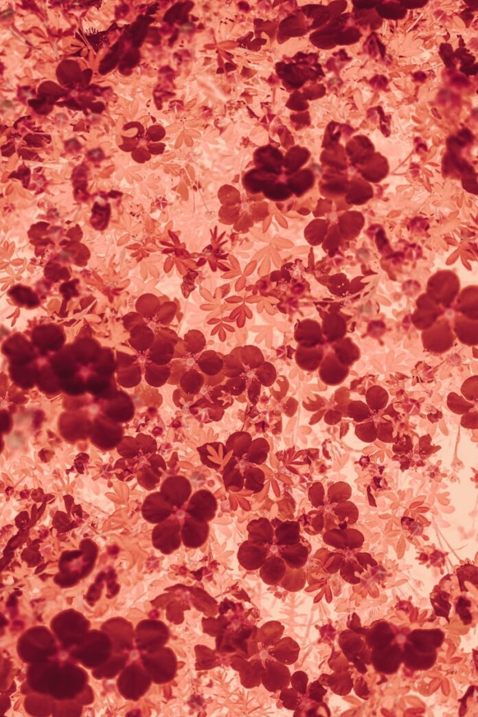 Photo by Aedrian Salazar a bunch of red flowers on a white background