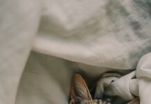 뇌를 위한 최적의 청소 시간: 숙면을 설계하는 ‘수면 위생’ 가이드 a cat sleeping in a blanket